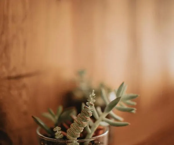 Bueyuekada Loc'ada *